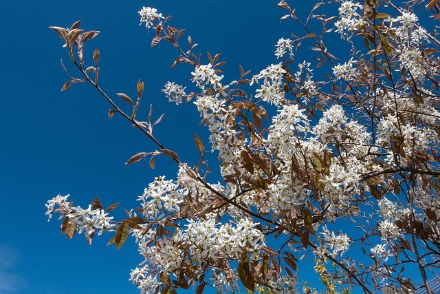 Amelanchier laevis, Bærmispel