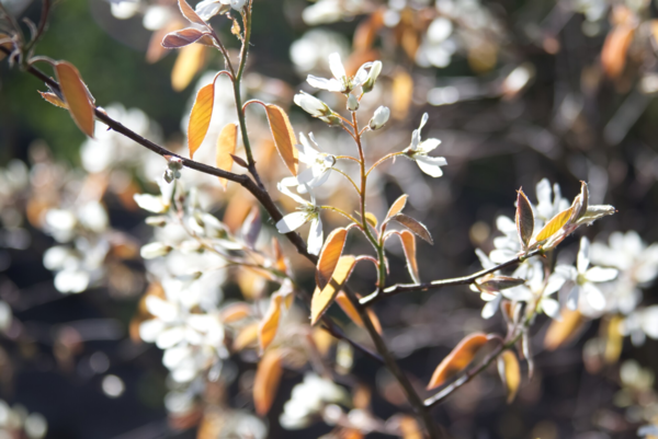 Amelanchier laevis, Bærmispel