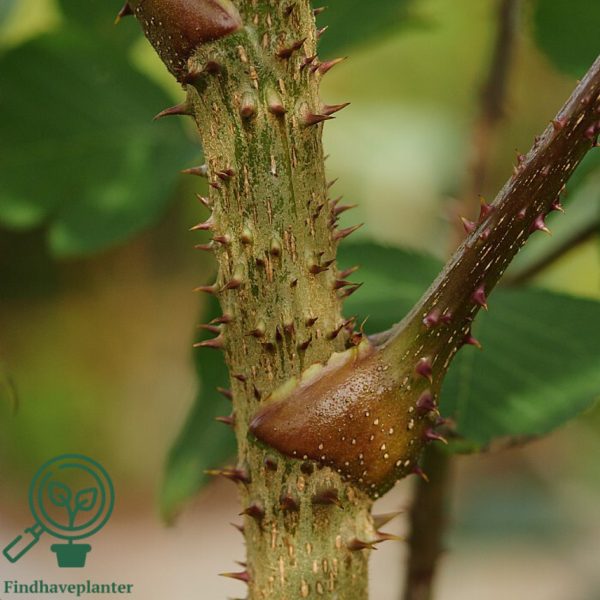 Aralia elata, Fandenspaderestok