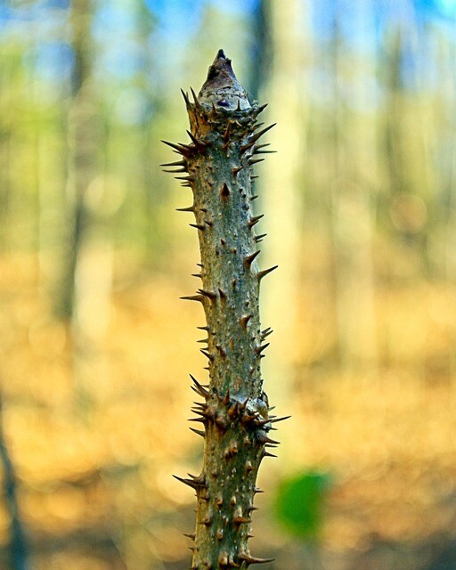 Aralia elata, Fandenspaderestok