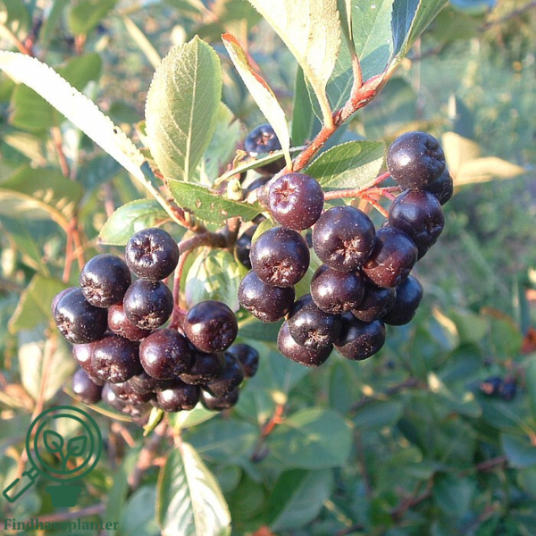 Aronia prunifolia 'Aron', Surbær (barrods)