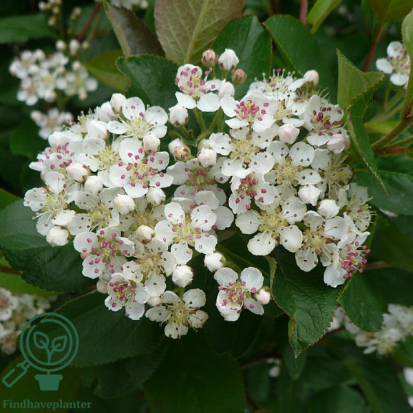 Aronia prunifolia 'Aron', Surbær (barrods)