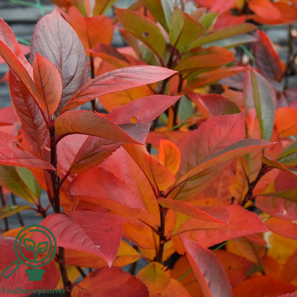 Aronia prunifolia 'Aron', Surbær (barrods)
