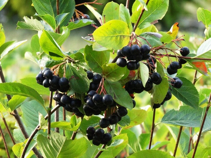 Aronia prunifolia 'Aron', Surbær (barrods)