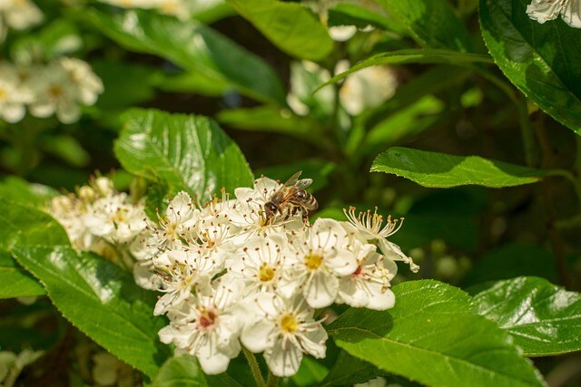 Aronia prunifolia 'Kolorit', Surbær