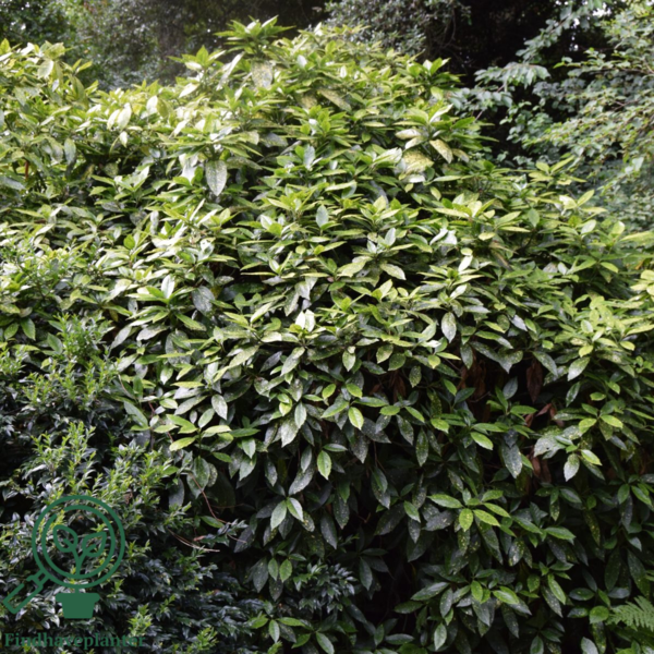 Aucuba jap. 'Variegata', Aucuba