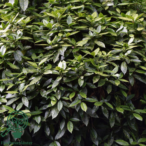 Aucuba jap. 'Variegata', Aucuba