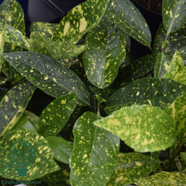 Aucuba jap. 'Variegata', Aucuba