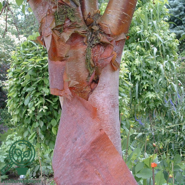 Betula albosinensis v. septentrionalis, Kobberbirk