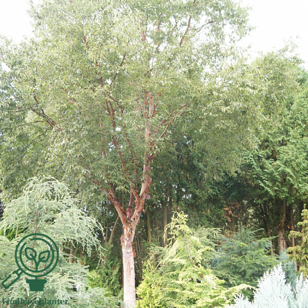 Betula albosinensis v. septentrionalis, Kobberbirk