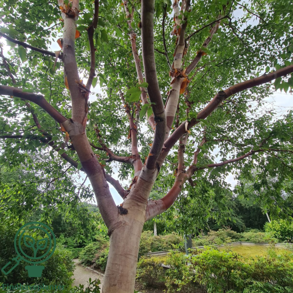 Betula albosinensis v. septentrionalis, Kobberbirk