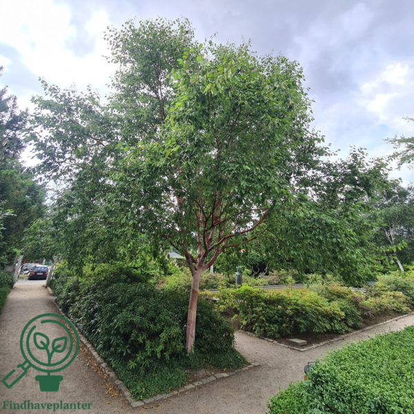 Betula albosinensis v. septentrionalis, Kobberbirk