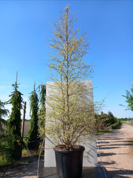 Betula nigra, Sortbirk