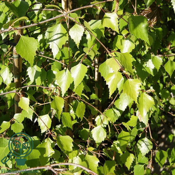 Betula pendula 'Bøghs', Vortebirk