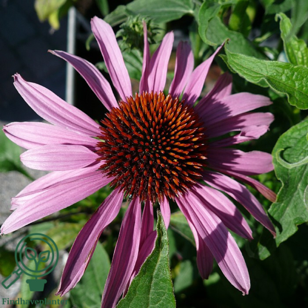 Echinacea purpurea 'Magnus', Solhat C2,0