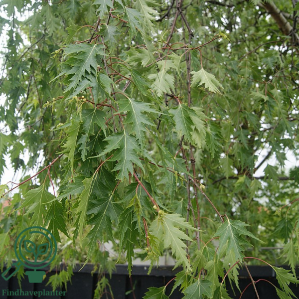 Betula pendula 'Dalecarlica', Fligbladet Hængebirk