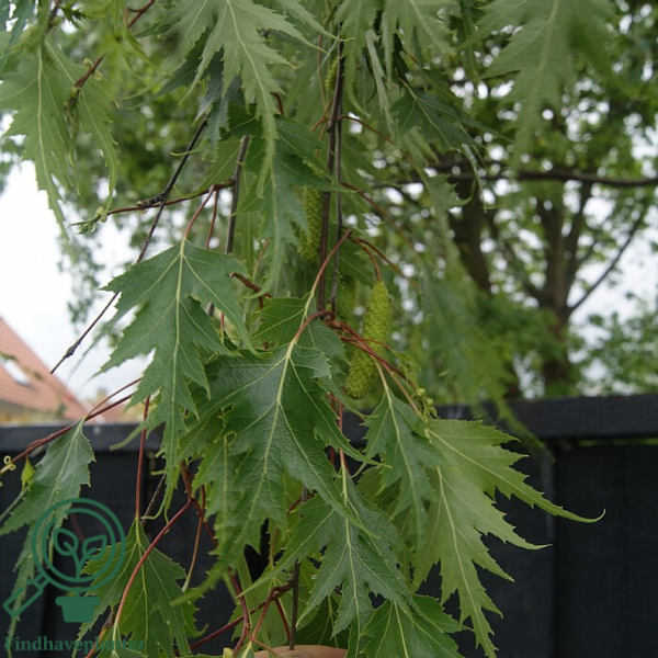 Betula pendula 'Dalecarlica', Fligbladet Hængebirk