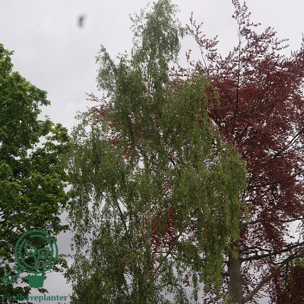 Betula pendula 'Dalecarlica', Fligbladet Hængebirk