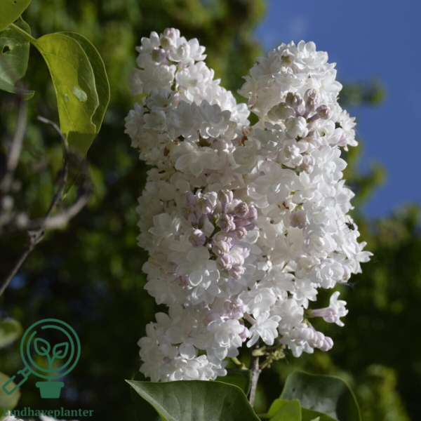 Syringa vulgaris 'Beauty of Moscow', Ægte syren