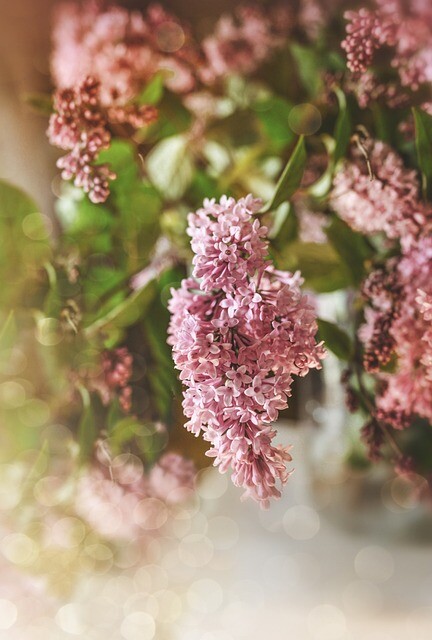 Syringa hyacinthiflora 'Fynsk Forår', Ægte syren