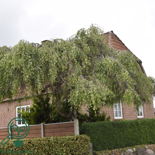 Betula pendula 'Youngii, Sørgebirk