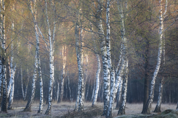 Betula pubescens, Dunbirk