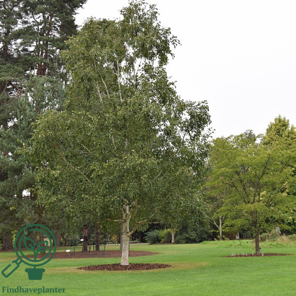 Betula utilis, Himalayabirk