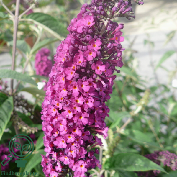 Buddleja davidii 'Royal Red', Sommerfuglebusk