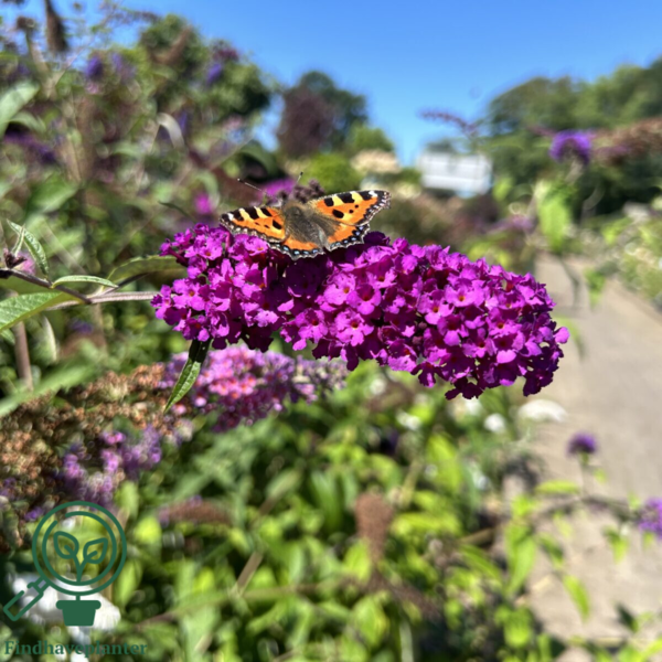 Buddleja davidii 'Royal Red', Sommerfuglebusk