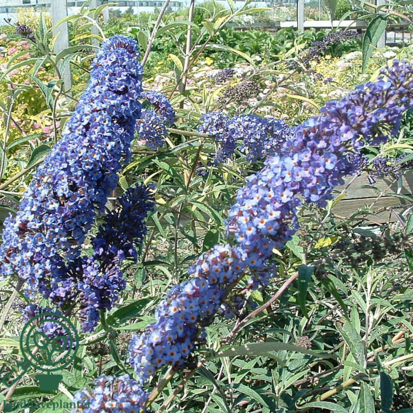 Buddleja davidii 'Nanho Blue', Sommerfuglebusk