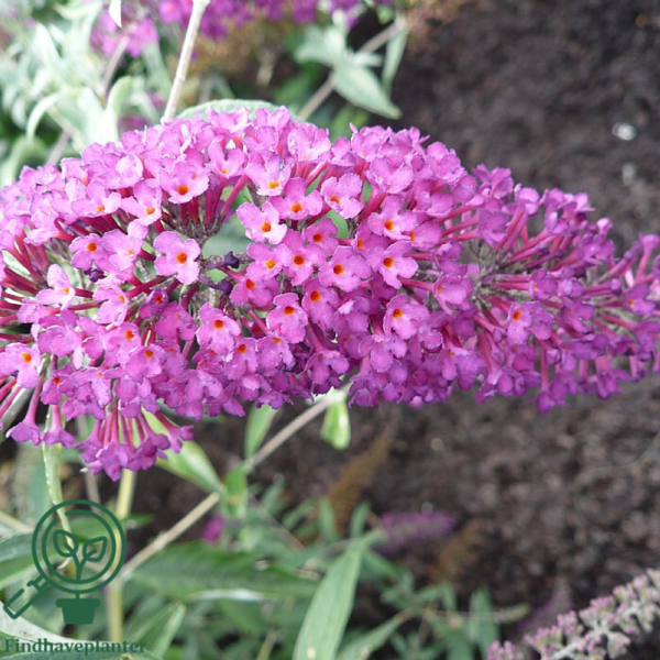 Buddleja davidii 'Nanho Purple', Sommerfuglebusk