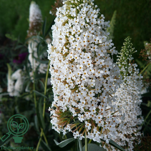 Buddleja davidii 'Nanho White', Sommerfuglebusk