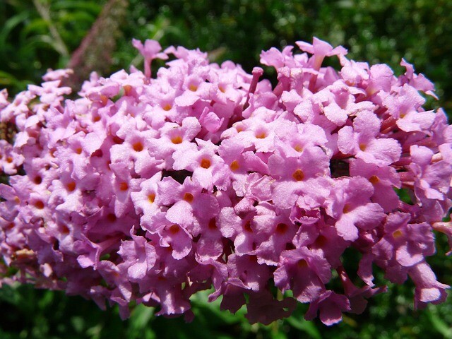 Buddleja d. 'Pink Delight', Sommerfuglebusk