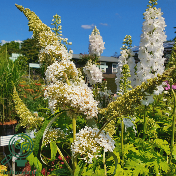 Buddleja davidii 'White Profusion', Sommerfuglebusk