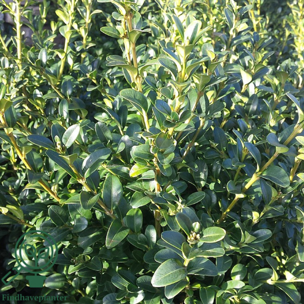 Buxus sempervirens 'Balder', Buksbom