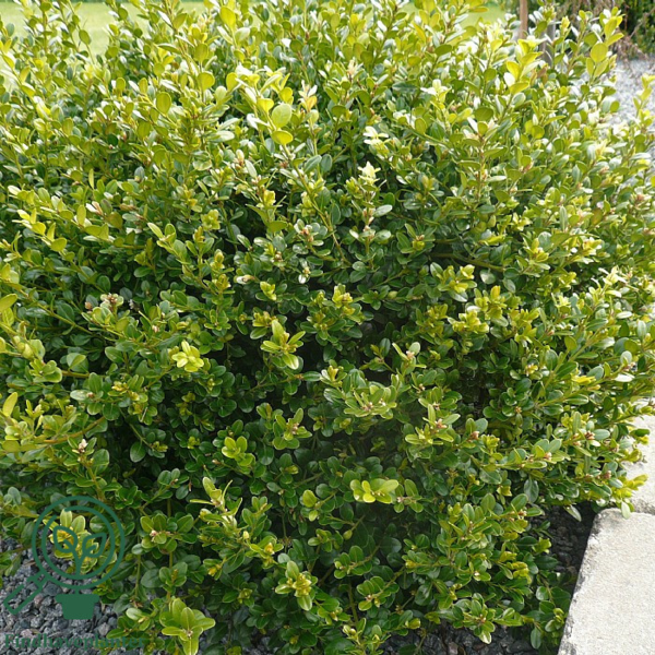 Buxus microphylla ´Faulkner´, Buksbom