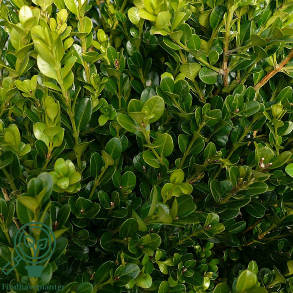 Buxus microphylla ´Faulkner´, Buksbom