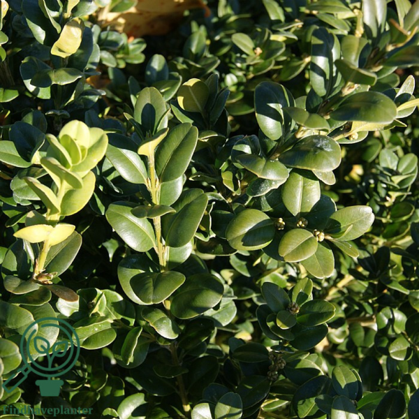 Buxus sempervirens 'Rotundifolia', Buksbom
