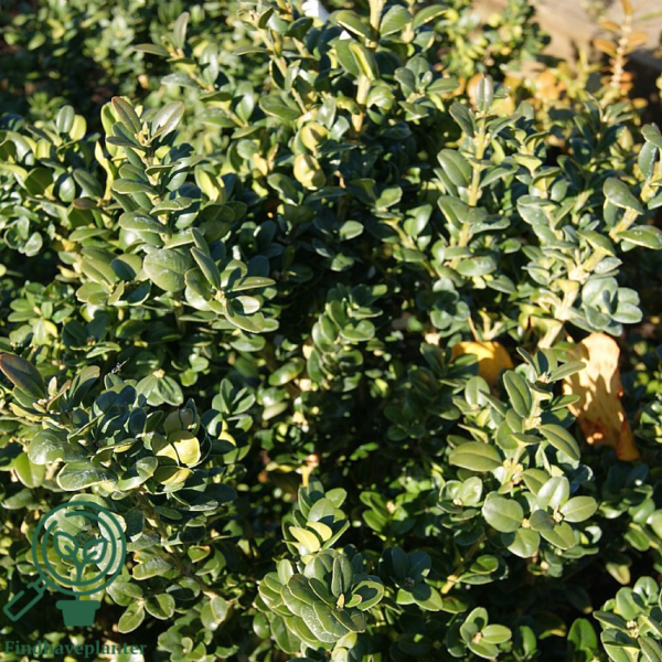 Buxus sempervirens 'Rotundifolia', Buksbom