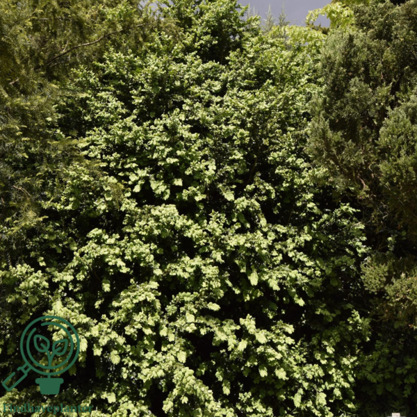 Buxus sempervirens 'Rotundifolia', Buksbom