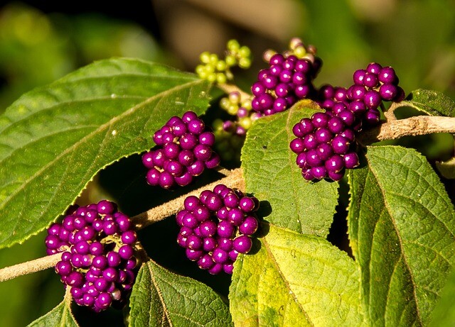 Callicarpa bod. v. giraldii, Glasbær