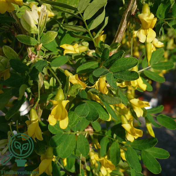 Carangana arborescens 'Pendula', Hængende Ærtetræ