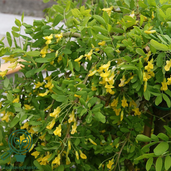 Carangana arborescens 'Pendula', Hængende Ærtetræ