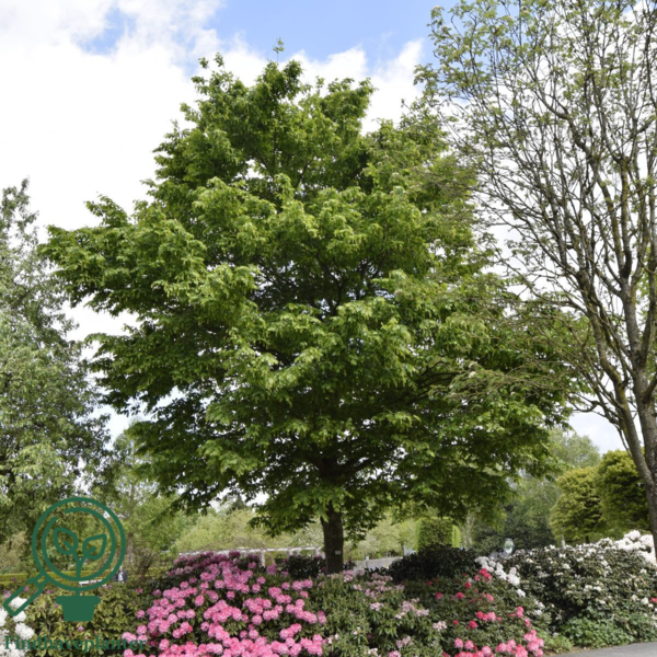 Carpinus betulus, Avnbøg