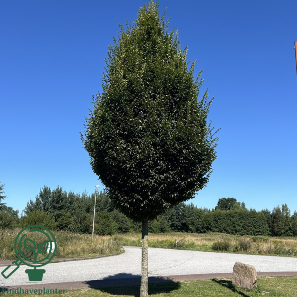 Carpinus betulus 'Fastigiata, Pyramideavnbøg