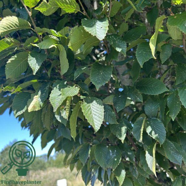 Carpinus betulus 'Fastigiata, Pyramideavnbøg