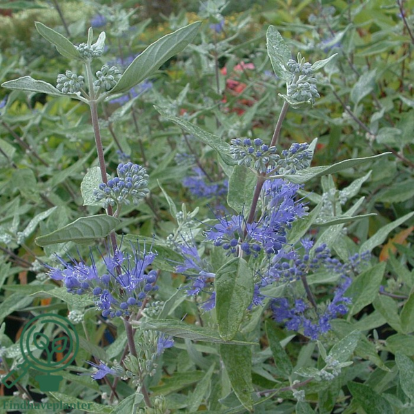 Caryopteris clandonensis 'Heavenly Blue', Blåskæg