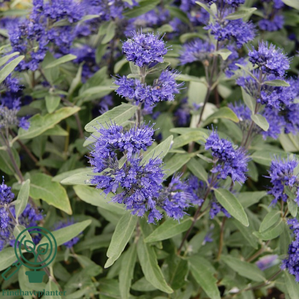 Caryopteris clandonensis 'Heavenly Blue', Blåskæg