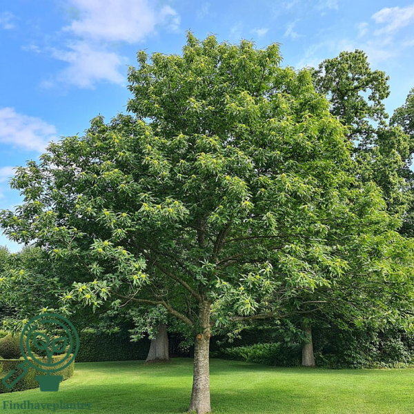 Castanea sativa, Ægte kastanje