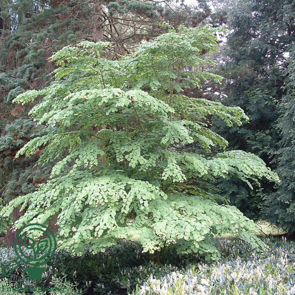 Cercidiphyllum japonicum, Alm. hjertetræ